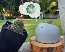 Load image into Gallery viewer, Sunshine - Tiny Plant Holder - Rootshell Planters