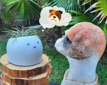 Load image into Gallery viewer, Sunshine - Tiny Plant Holder - Rootshell Planters