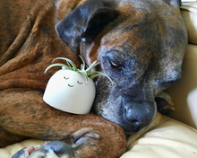 Load image into Gallery viewer, Sleepyhead - Tiny Plant Holder - Rootshell Planters